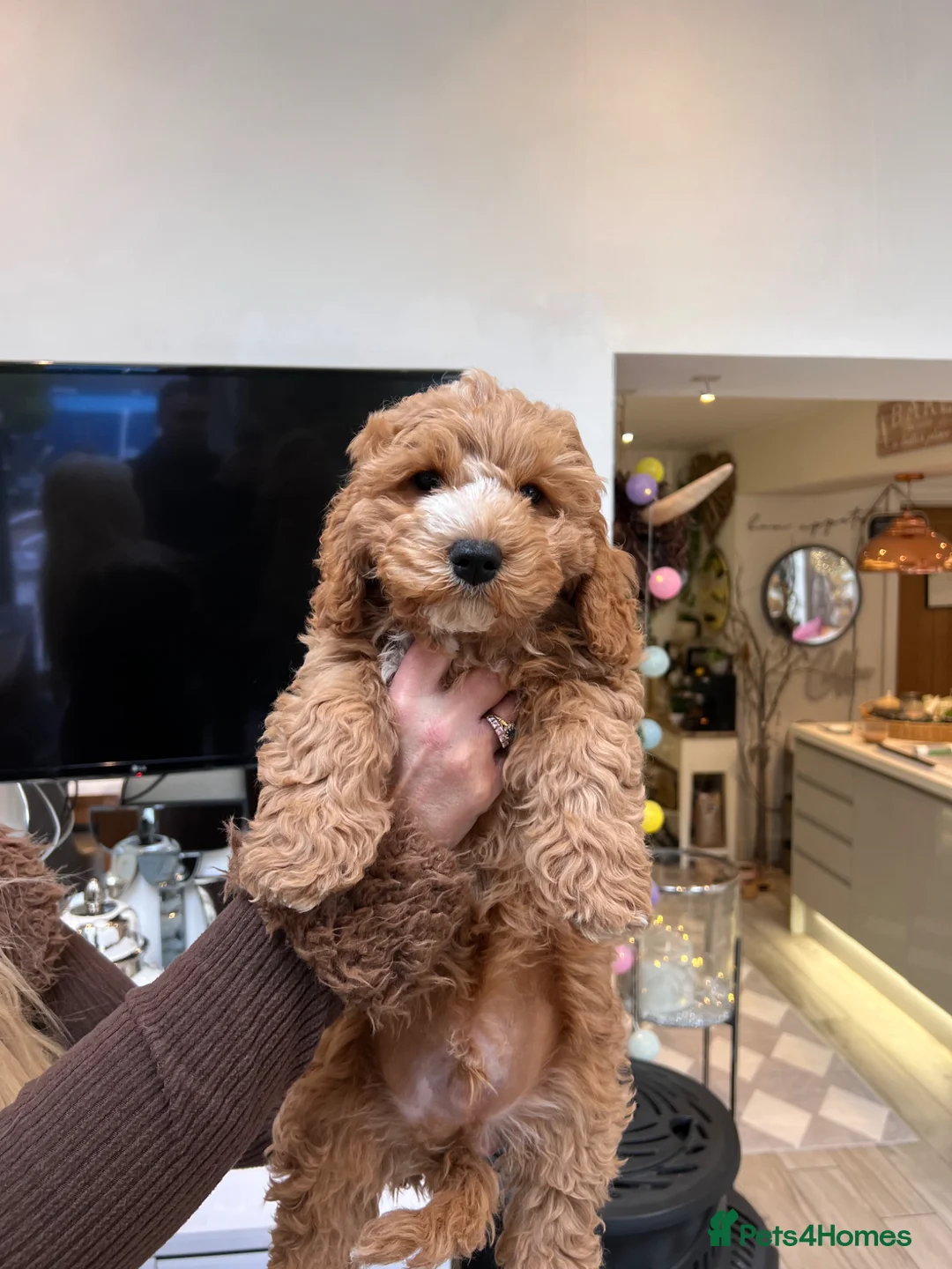 Mixed Breed dogs for sale: One male beutiful male cavapooshion puppy     - Advert 1