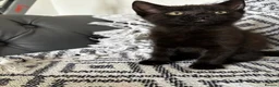 Domestic Shorthair cats for sale: Three beautiful male black kittens in Burnham-on-Sea - Advert 6