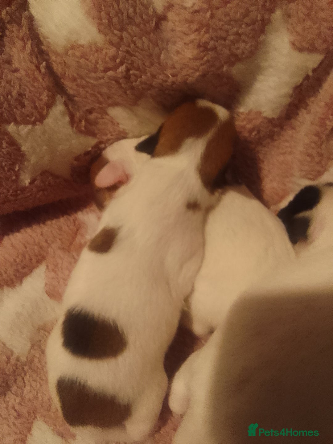 Jack Russell dogs for sale: Jack Russell 5 boy's - Advert 4