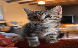 Domestic Shorthair cats for sale: *both pending collection* X2 female tabby kittens  - Image 5