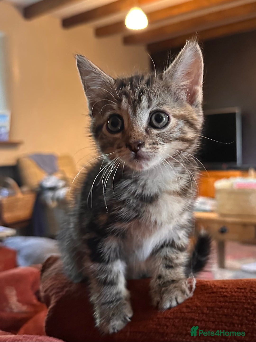 Domestic Shorthair cats for sale: *both pending collection* X2 female tabby kittens  - Image 5