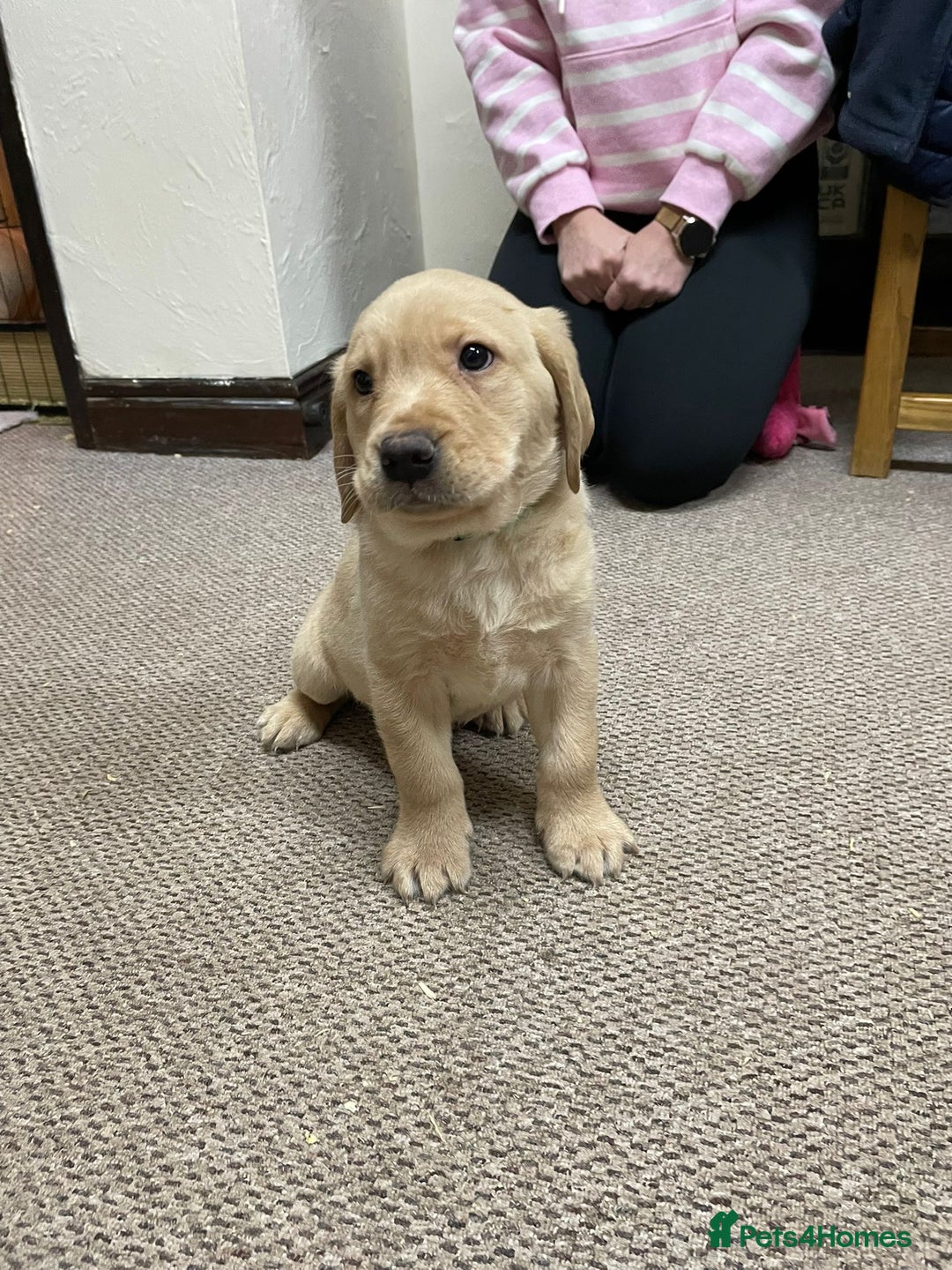 Labrador Retriever dogs for sale: Labrador pups - Advert 2