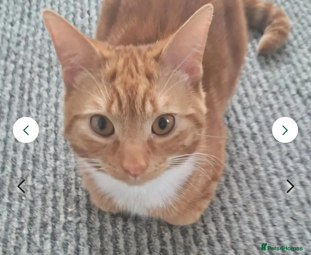 Mixed Breed cats for sale: Rehoming Ash and Gizmo  - Advert 18