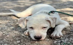 Mixed Breed dogs for adoption: Aspen (deaf but determined!) - Image 15