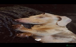 Miniature Dachshund dogs for sale: loving and plaful minitur daschound - Image 3