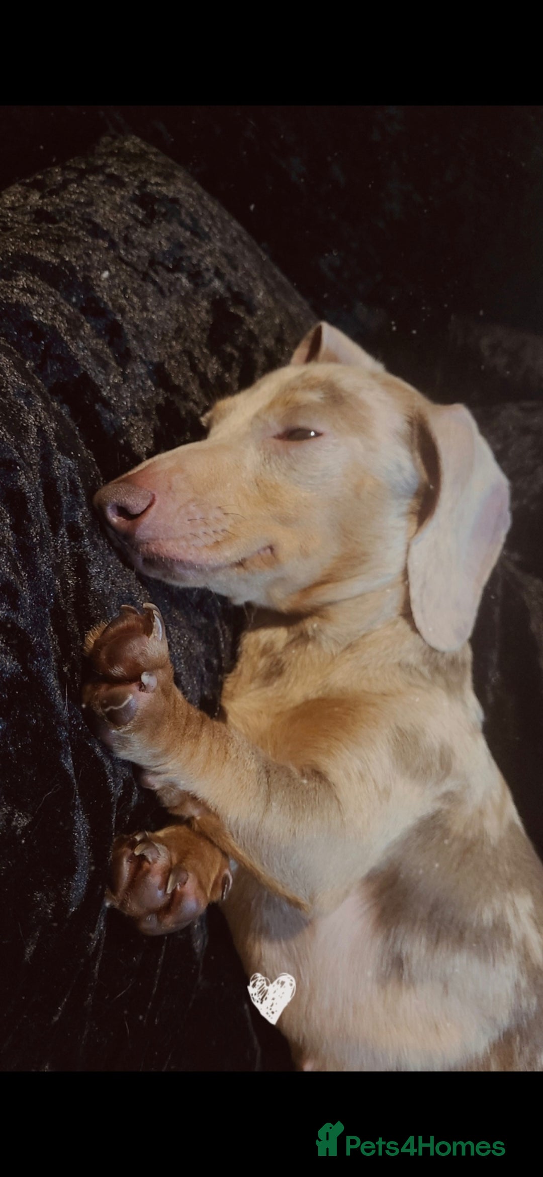 Miniature Dachshund dogs for sale: loving and plaful minitur daschound - Image 3