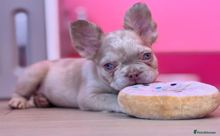 French Bulldog dogs - Advert 2