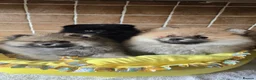 Pomeranian dogs for sale: Stunning teddy faces puppys - Advert 6