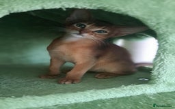 Abyssinian cats for sale: Beautiful Abyssinian Kittens - Image 4