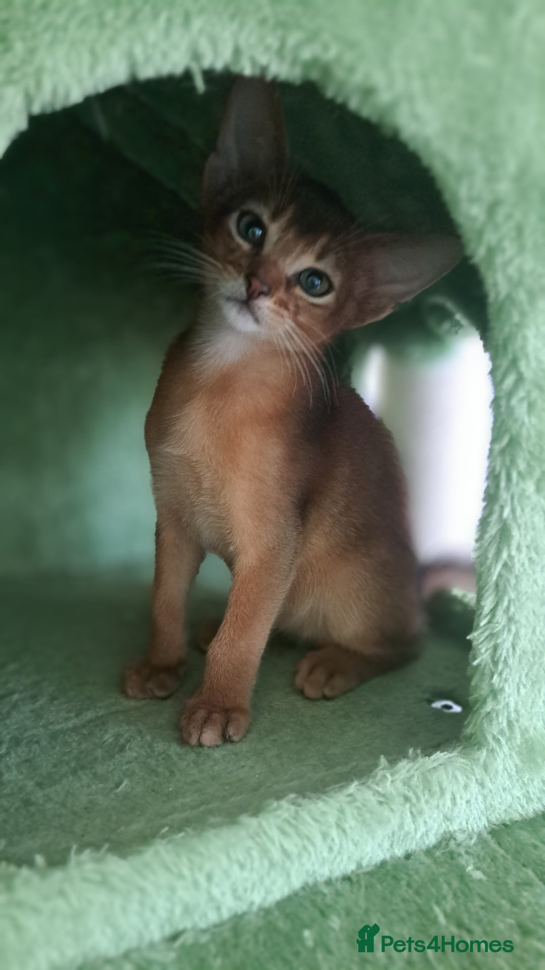 Abyssinian cats for sale: Beautiful Abyssinian Kittens - Image 4