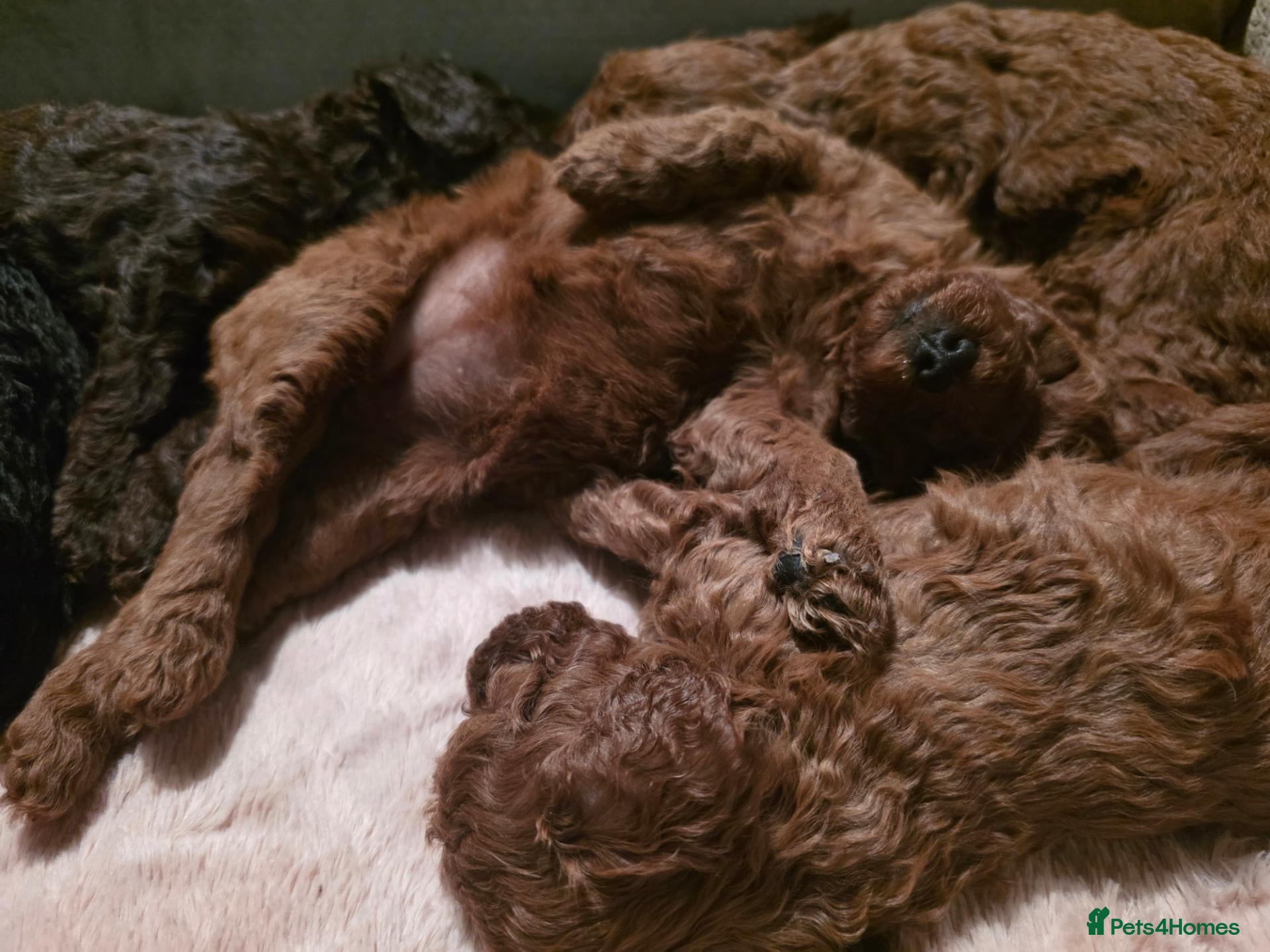 Cockapoo dogs Beautiful True Teddy Face Curly Cockapoo Puppies - Advert 2