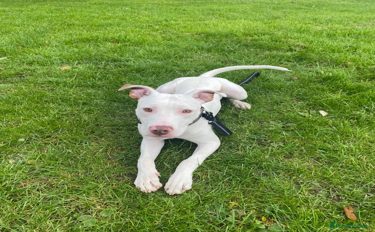 Mixed Breed dogs - Advert 1