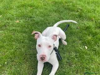 Mixed Breed dogs - Advert 4