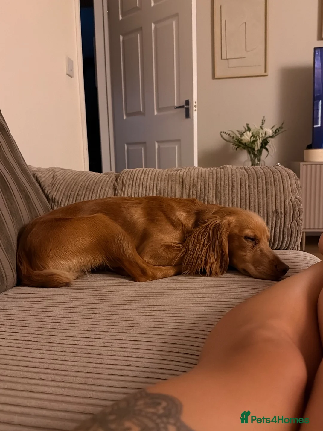 Cocker Spaniel dogs for sale: 🐾 Gorgeous Golden Cocker Spaniel 11 Months Old 🐾 in Crewkerne - Advert 2