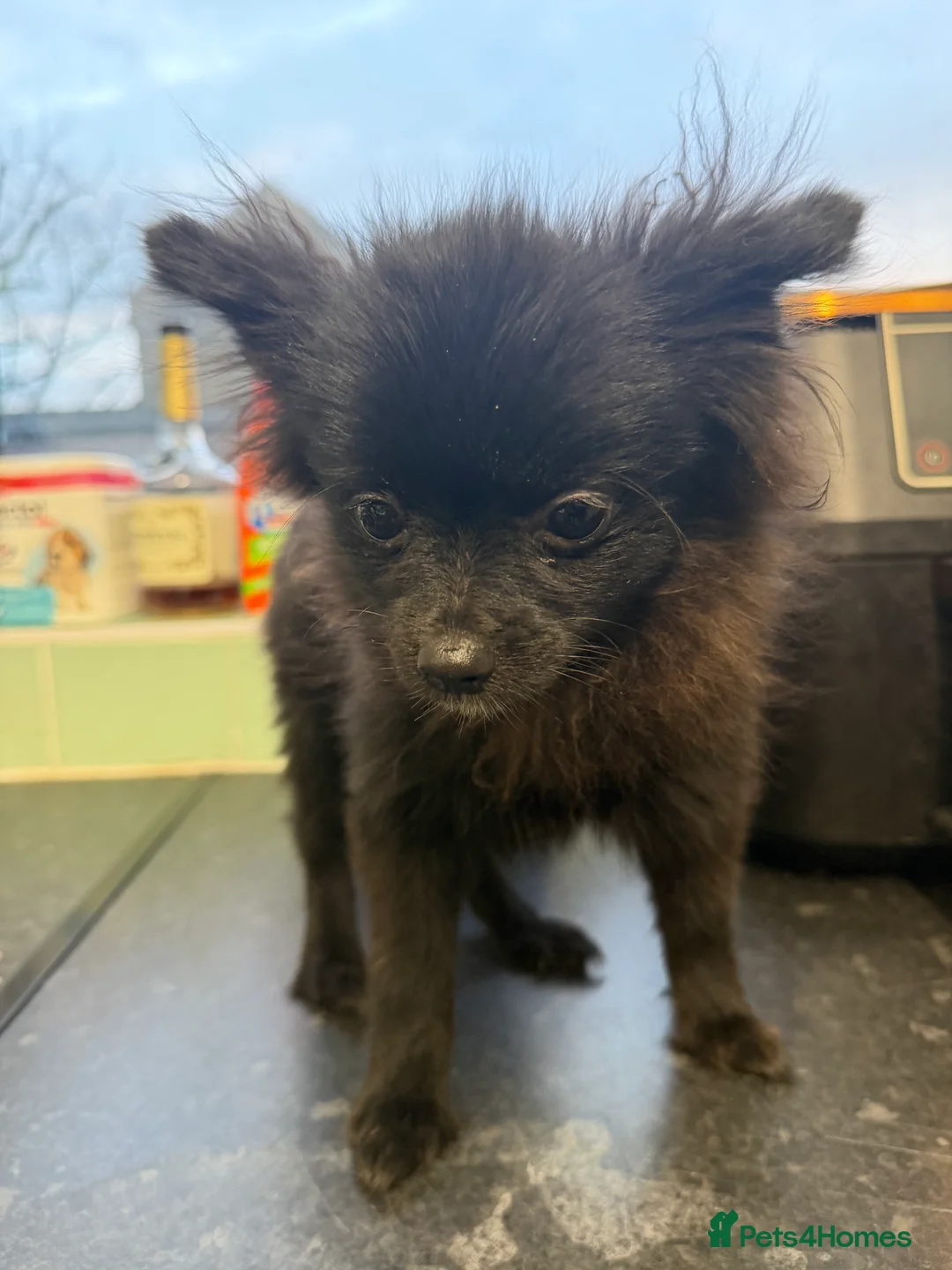 Pomeranian dogs for sale: 🐶 2 Stunning Black Boy Pomeranians For Sale🐶 - Advert 2