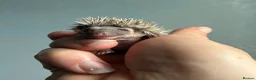 Pygmy Hedgehog rodents for sale: Beautiful Pygmy hedgehogs for sale!  - Advert 10