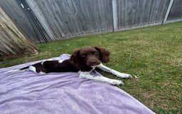 English Springer Spaniel dogs for sale: Reggie the 6 month springer spaniel  - Image 8