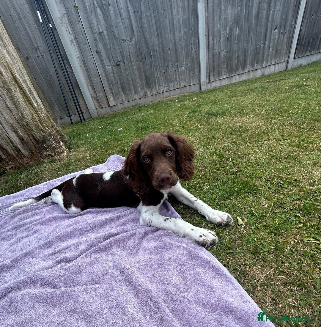 English Springer Spaniel dogs for sale: Reggie the 6 month springer spaniel  - Image 8