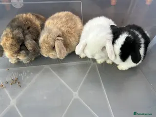 Mini Lop rabbits Mini Lop Babies - Advert 1