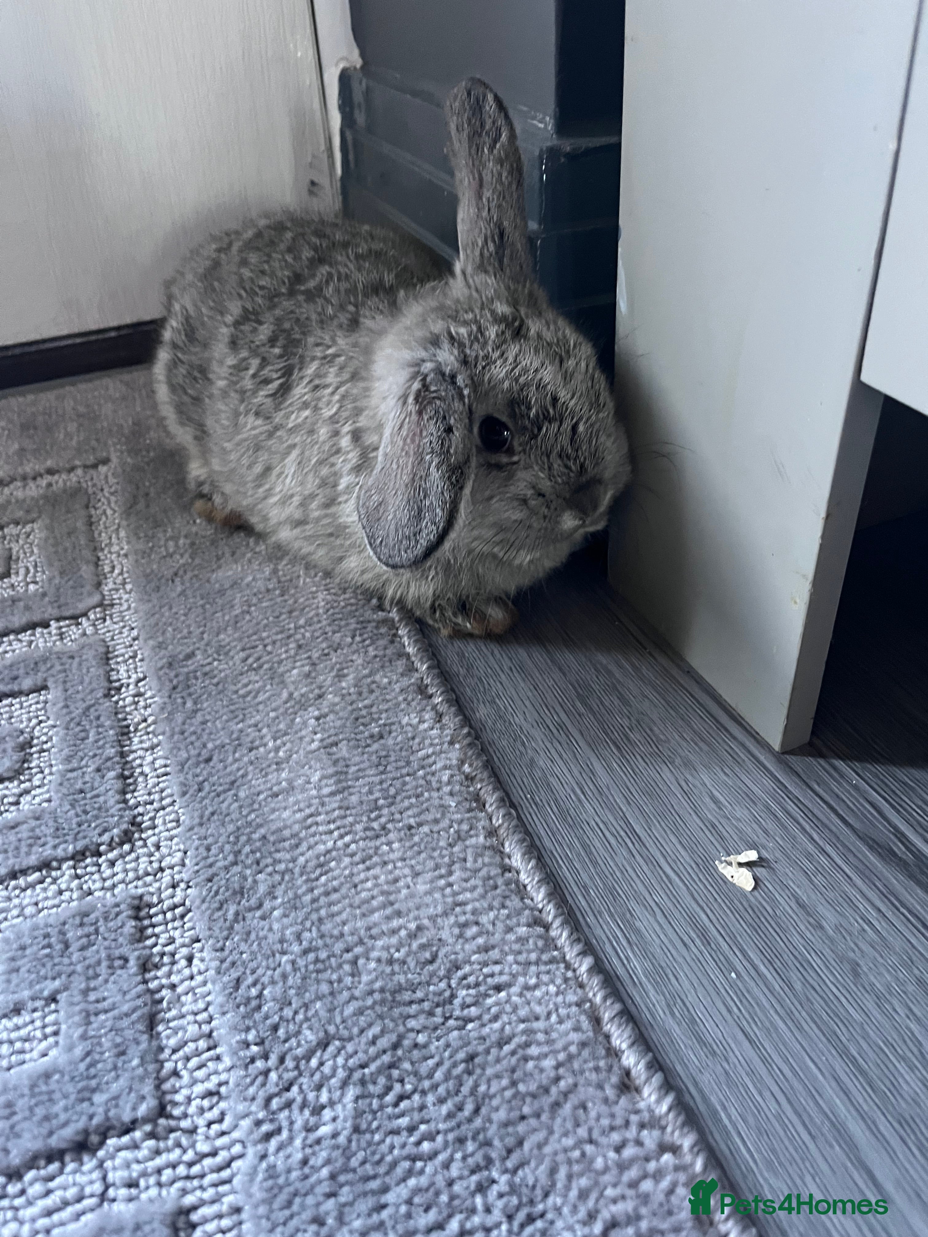 Mini Lop rabbits Mini lip babies  - Advert 1