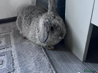 Mini Lop rabbits Mini lip babies - Advert 1