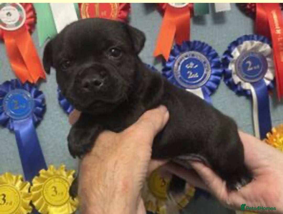 Staffordshire Bull Terrier dogs for sale: Stunning Males For Sale  - Image 1