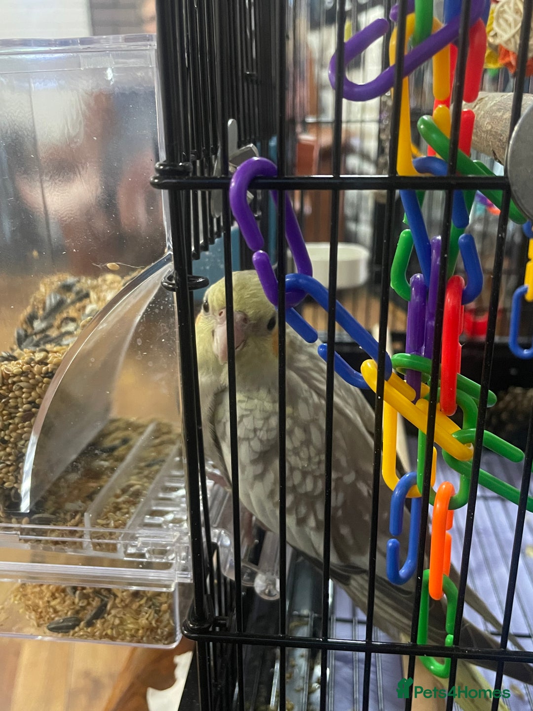 Cockatiels birds for sale: Baby pearl cockatiel hand tame and friendly  - Advert 7