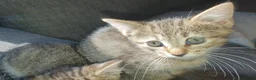 Mixed Breed cats for sale: 3 little girl  - Advert 8