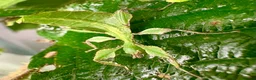 Stick Insects invertebrates for sale: Cryptophyllium limogesi nymphs (leaf insects) - Advert 3