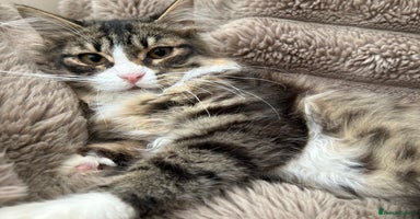 Siberian cats - Advert 15