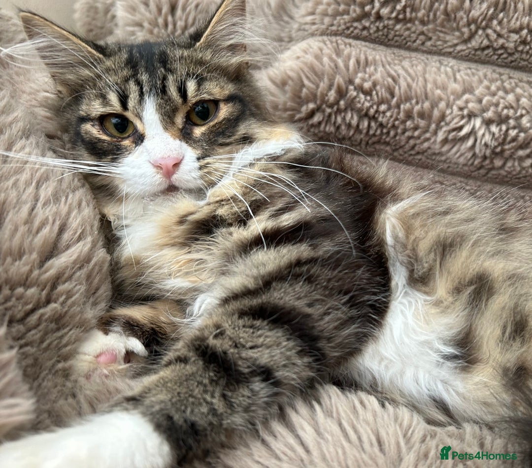 Siberian cats for sale: Beautiful kittens for 5* homes - Image 2