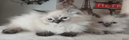 Siberian cats for sale: Beautiful Siberian kittens  in Wigan - Advert 5