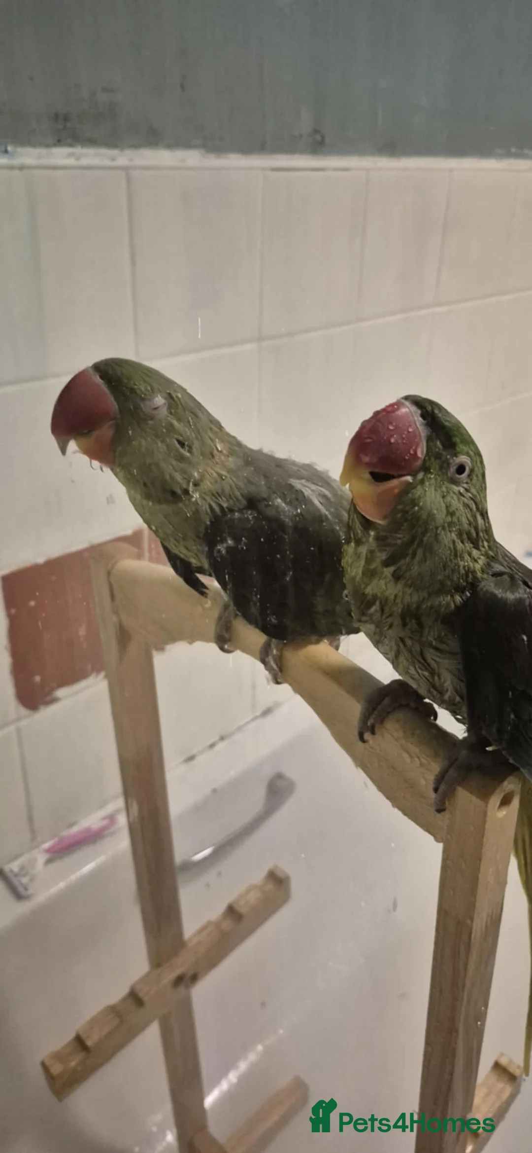 Parakeets birds for sale: Bonded pair of alexandrine  - Advert 4