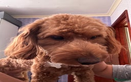 Cockapoo dogs for stud: 🐶 Proven Cockapoo stud - Milo  in Hayes - Image 9