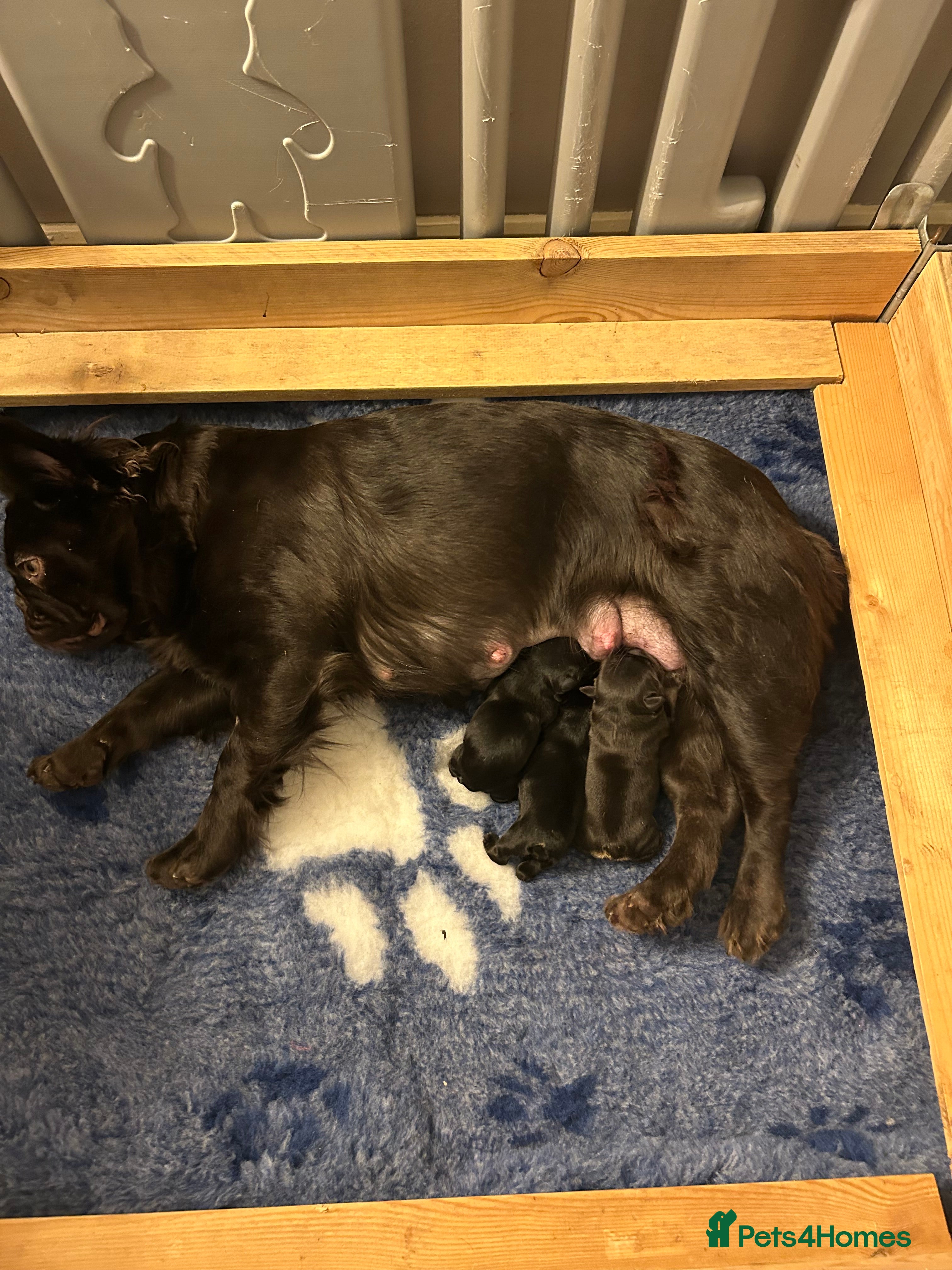 French Bulldog dogs Fluffy French bulldog puppies, 1 boy, 2 girls - Advert 1