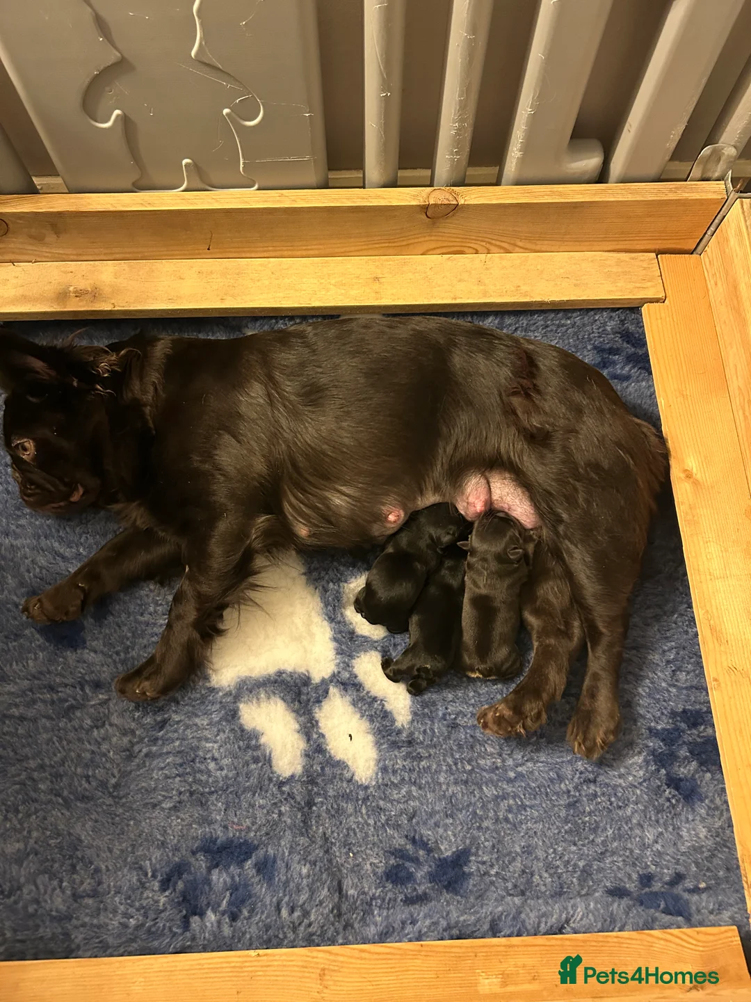 French Bulldog dogs for sale: Fluffy French bulldog puppies, 1 boy, 2 girls - Advert 1