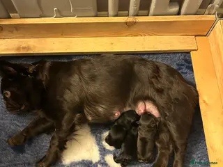 French Bulldog dogs Fluffy French bulldog puppies, 1 boy, 2 girls - Advert 1