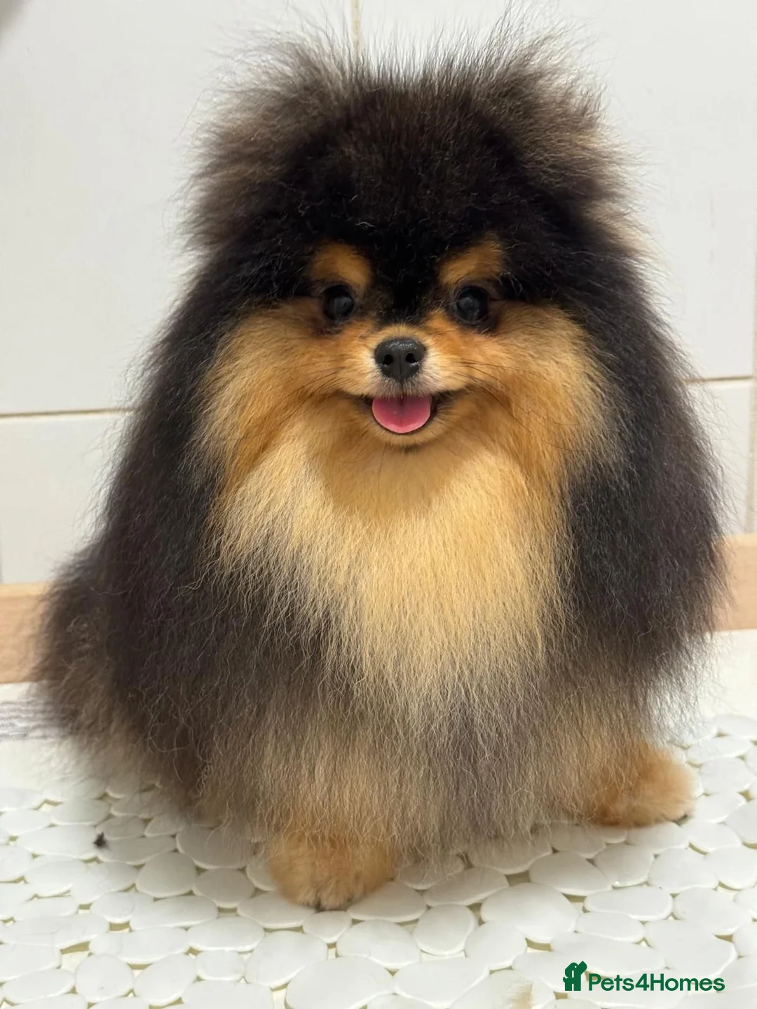 Pomeranian dogs for sale: Tiny Black and Tan Pomeranian Boy - Advert 5