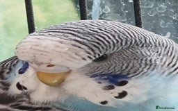 Budgerigars birds for sale: Baby budgies for sale . - Image 4