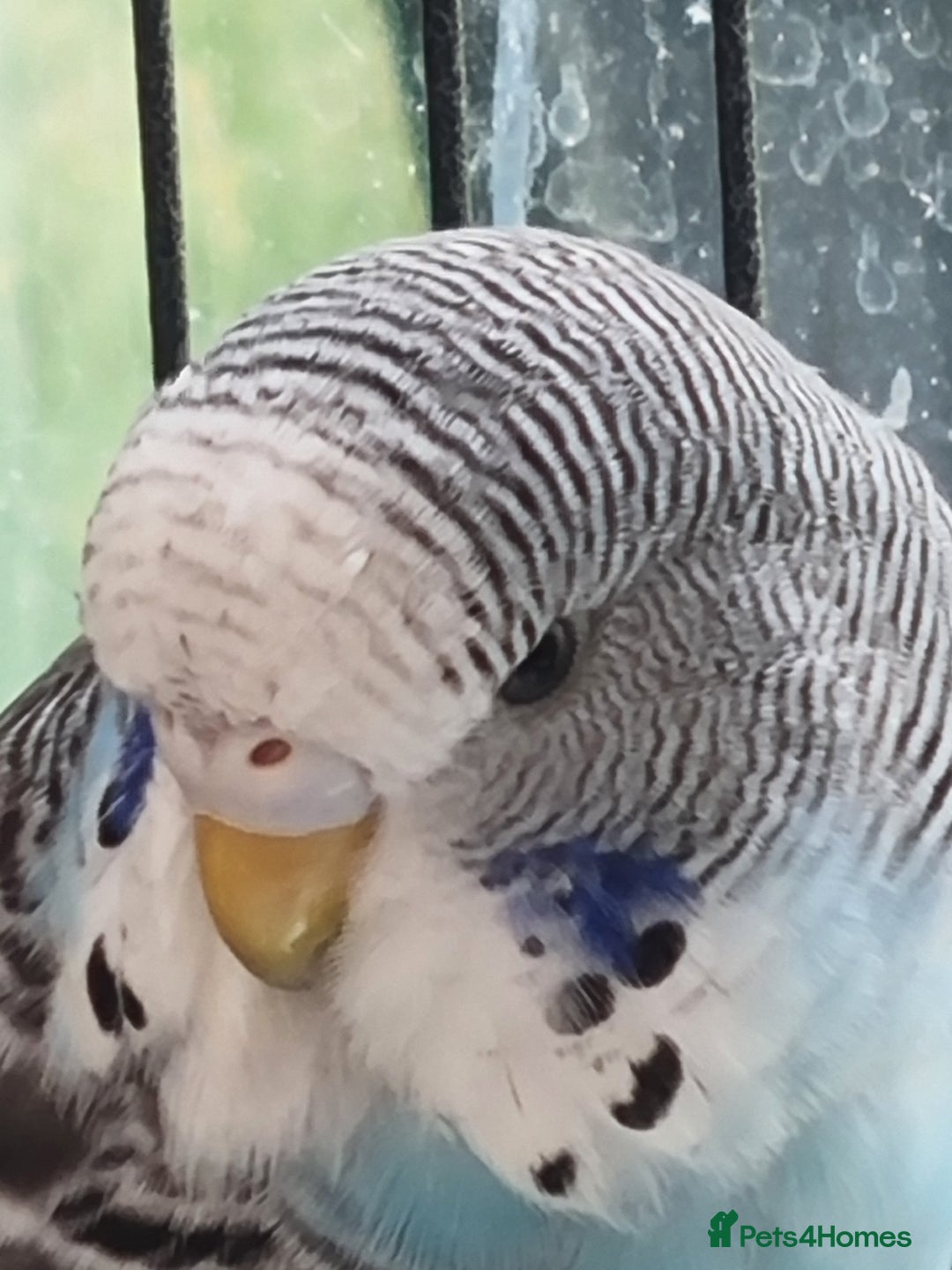 Budgerigars birds for sale: Baby budgies for sale . - Image 4