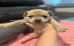 Mixed Breed dogs for sale: STUNNING UNIQUE PUPS 💙💗 - Image 4