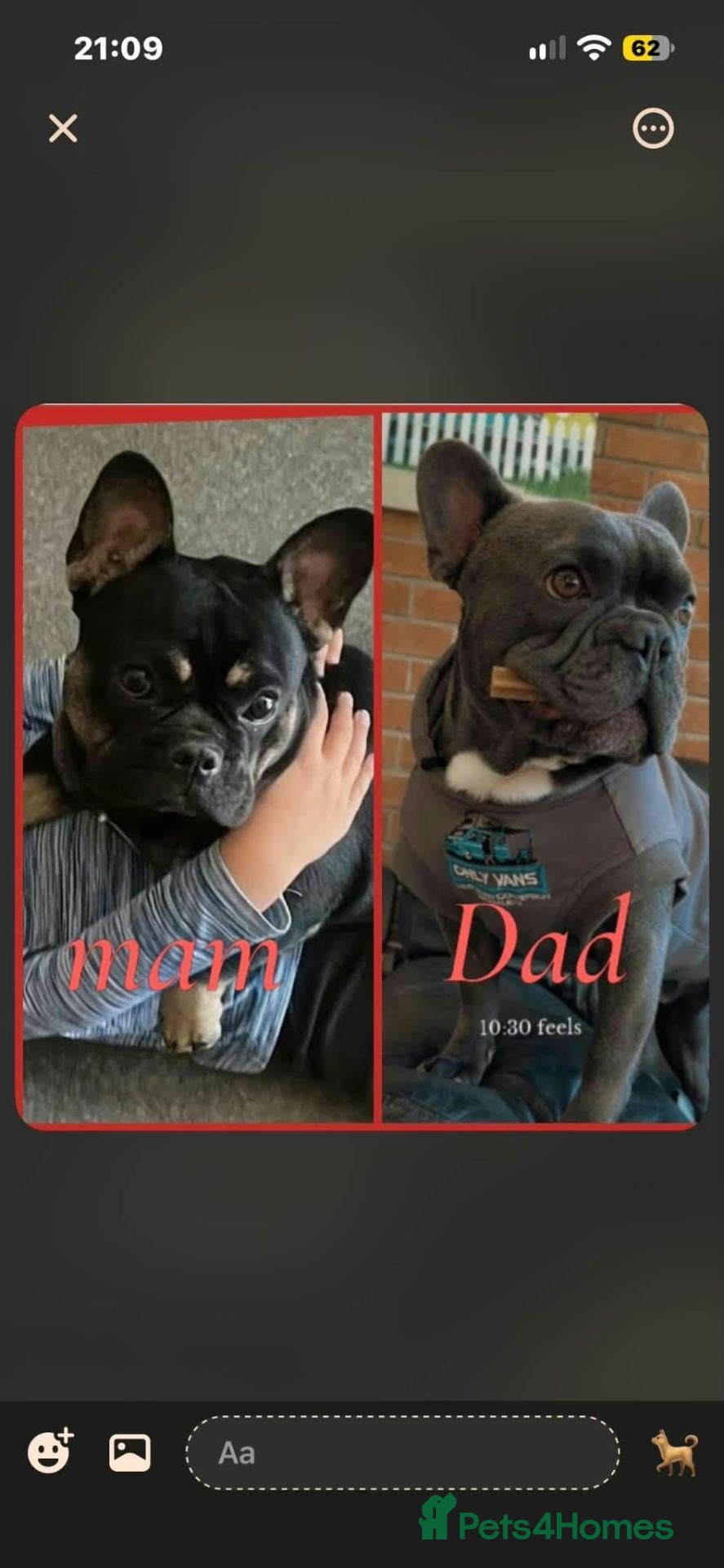 French Bulldog dogs for sale: French bulldogs  - Advert 6
