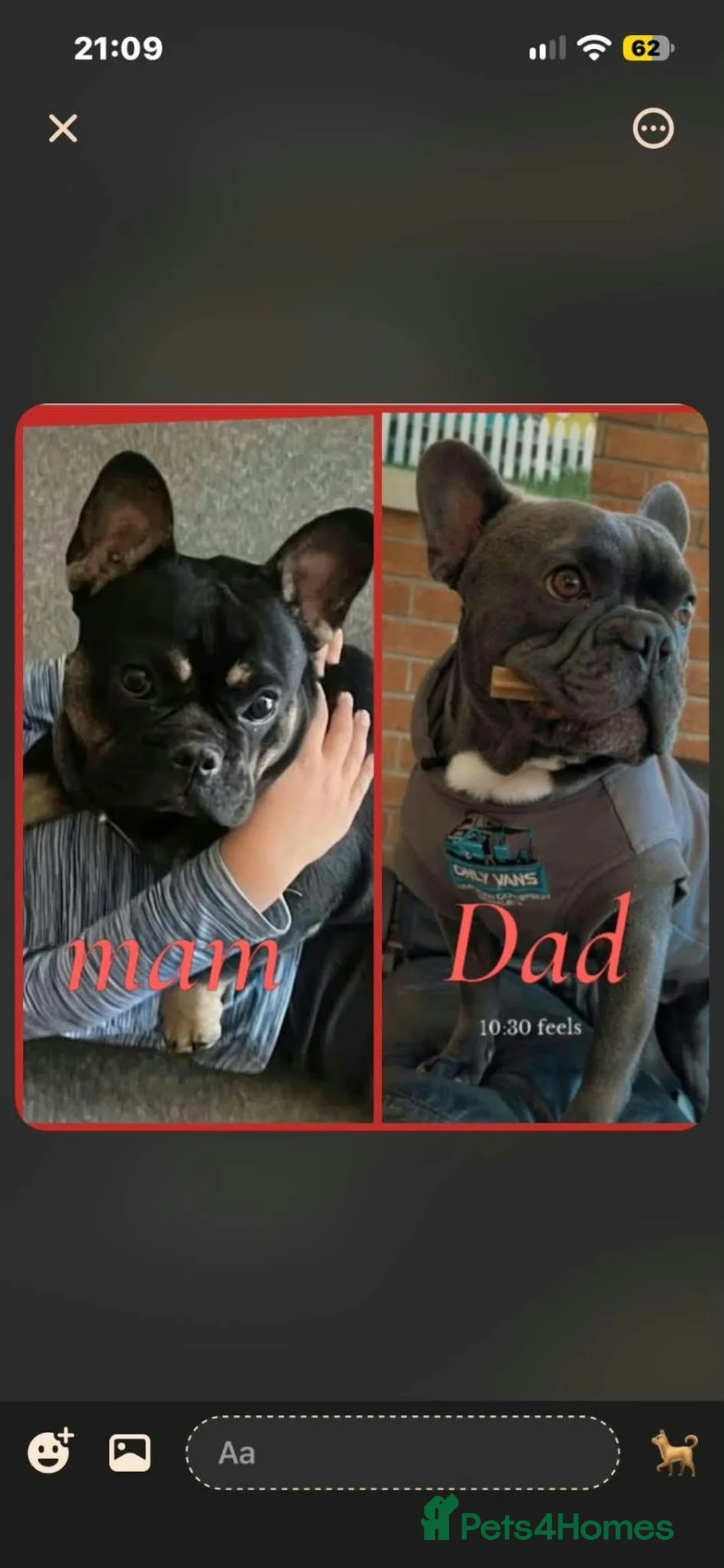 French Bulldog dogs for sale: French bulldogs  - Advert 1