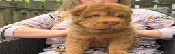 Shar Pei dogs for sale: 3 gorgeous bear coat Shar-Pei in Blaydon-on-Tyne - Advert 3
