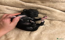 Italian Greyhound dogs for sale: KC Italian Greyhound Puppies  - Image 30