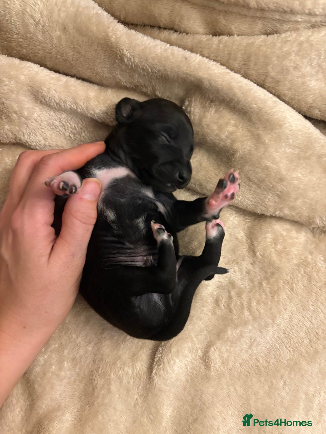 Italian Greyhound dogs for sale: KC Italian Greyhound Puppies  - Image 30