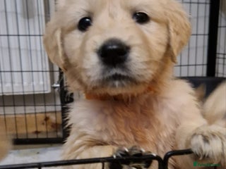 Golden Retriever dogs KC GoldenRetriver,READY DEC.20 - Advert 1