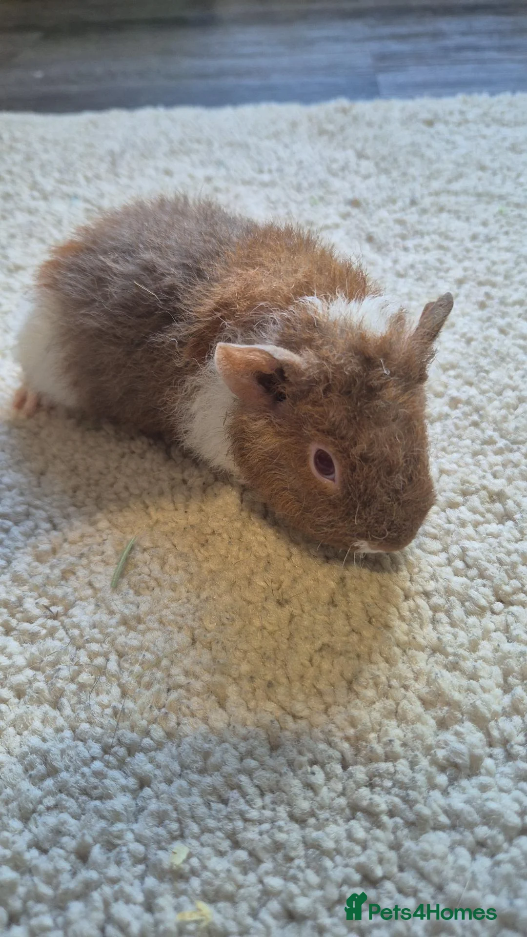 Guinea Pig rodents for sale: Lovely female teddy piggy - Advert 2