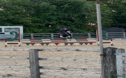 Irish Cob horses for sale: 13.1 fun loving all rounder  - Image 8