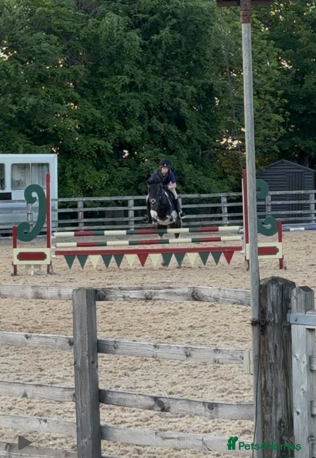 Irish Cob horses for sale: 13.1 fun loving all rounder  - Image 8